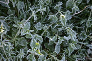 Wildpflanzen-Spaziergang: Essbares Wintergrünes & Kraftpakete aus der wilden Natur