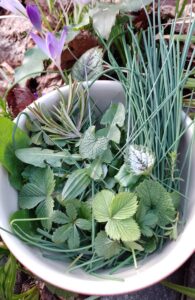 Wildpflanzen-Spaziergang: Der Frühling steht in den Startlöchern