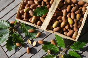 Wildpflanzen-Spaziergang+Workshop: Wilder Genuss mit Eicheln