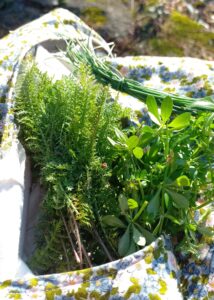 Wildpflanzen-Spaziergang: Die wichtigsten essbaren Wildpflanzen im Winter