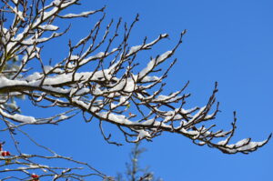 Wildpflanzen-Spaziergang: Immun-Booster aus der Natur im Januar