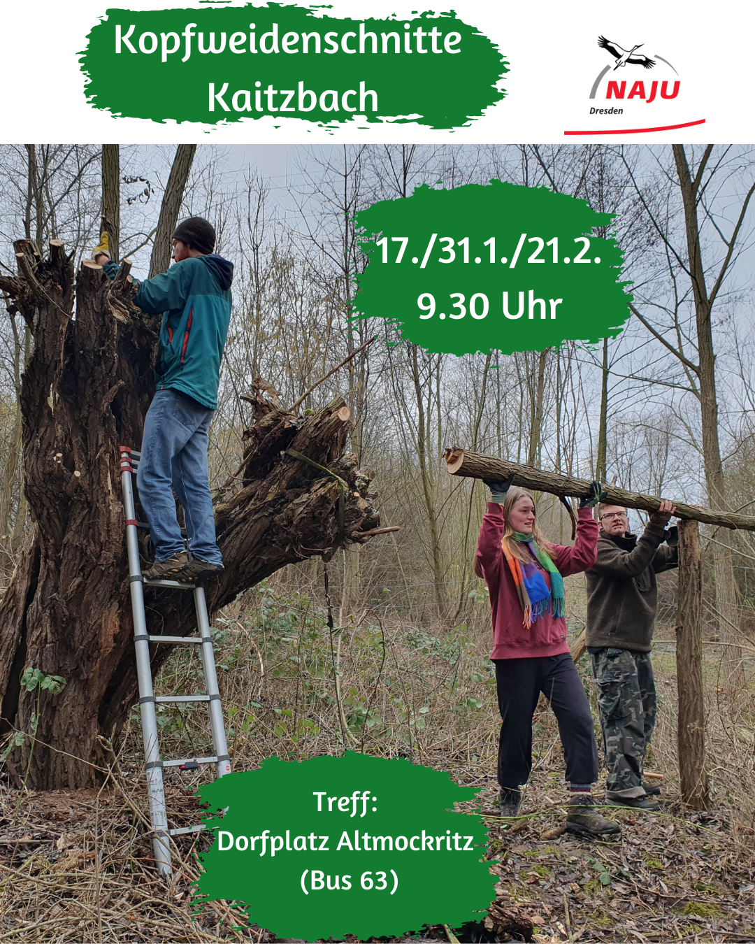 Kopfweidenschnitt am Kaitzbach