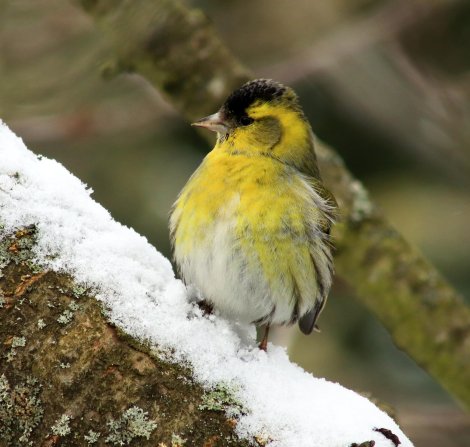 Stunde der Wintervögel 9.-11.1.26