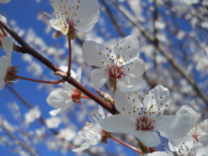 Wildpflanzen-Spaziergang: Die wichtigsten essbaren Wildpflanzen im Frühling Wildpflanzen-Spaziergang: Die wichtigsten essbaren Wildpflanzen im Frühling