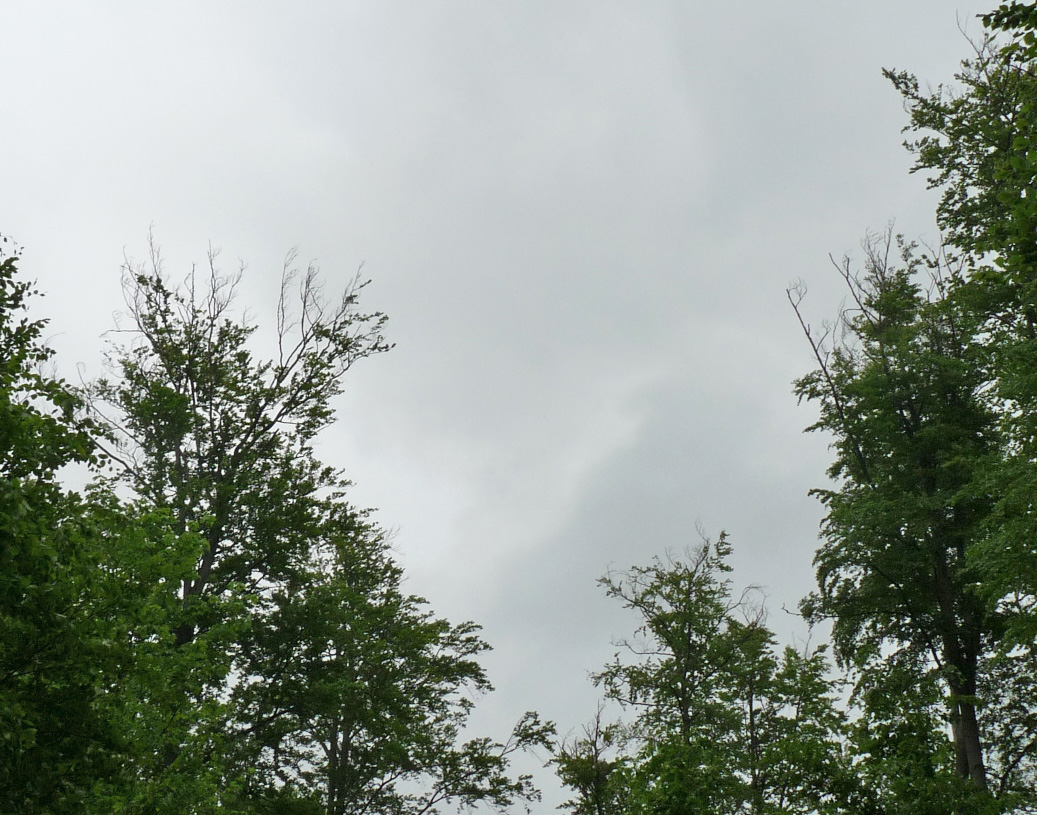 BEECH – Perspektive der Buchenwälder des Erzgebirges im Zeitalter des Klimawandels