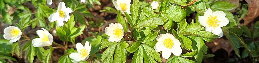 Natur im Osterzgebirge