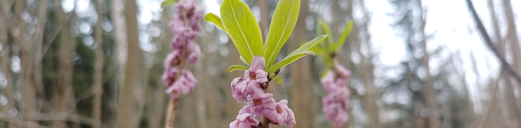 Natur im Osterzgebirge