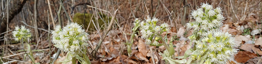Natur im Osterzgebirge