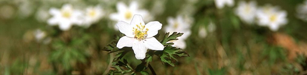 Natur im Osterzgebirge