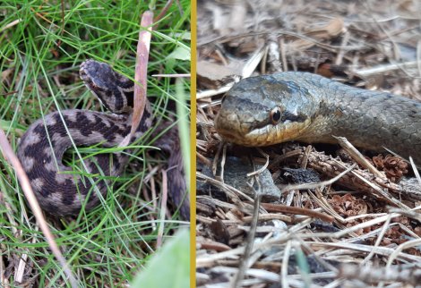 Kreuzotter oder Schlingnatter gesichtet? Bitte melden. Kreuzotter oder Schlingnatter gesichtet? Bitte melden.