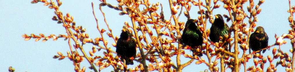 Natur im Osterzgebirge