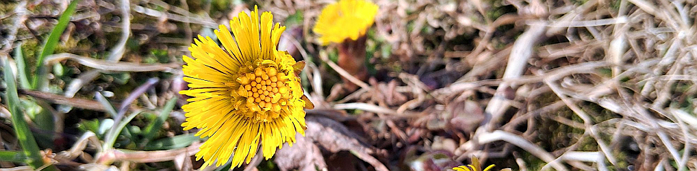 Natur im Osterzgebirge