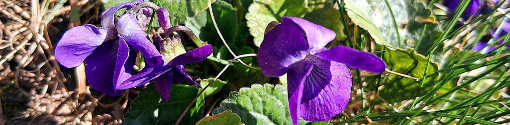 Natur im Osterzgebirge