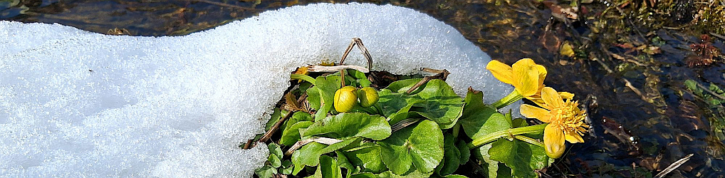 Natur im Osterzgebirge