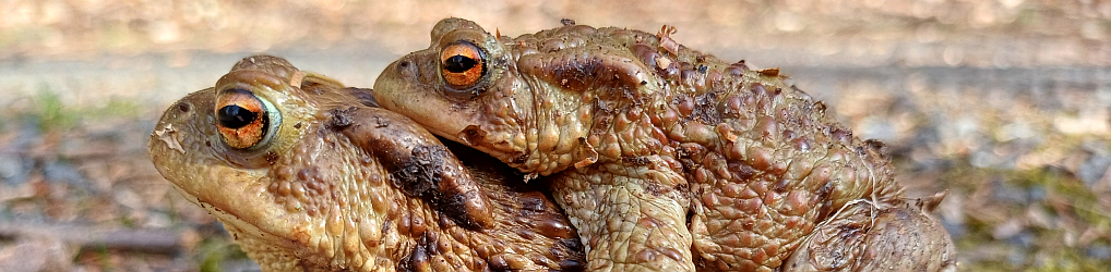 Natur im Osterzgebirge
