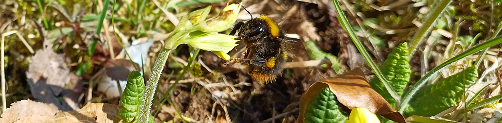 Natur im Osterzgebirge