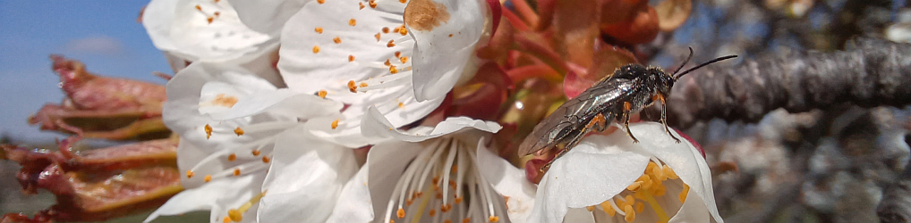 Natur im Osterzgebirge