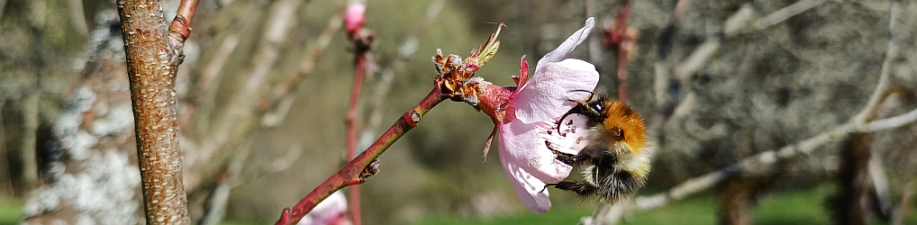 Natur im Osterzgebirge
