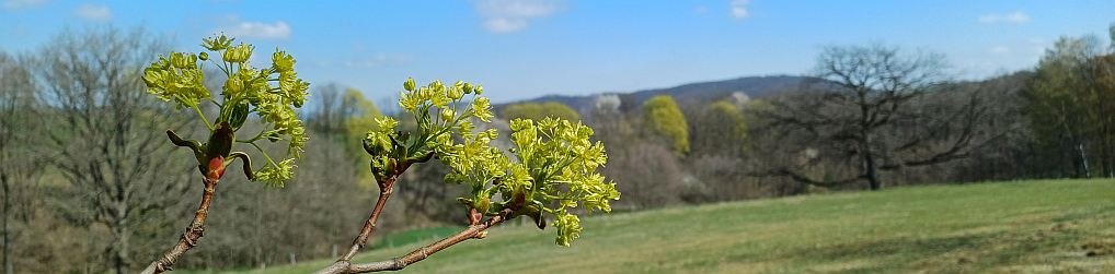 Natur im Osterzgebirge