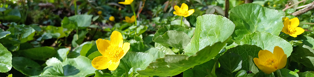 Natur im Osterzgebirge