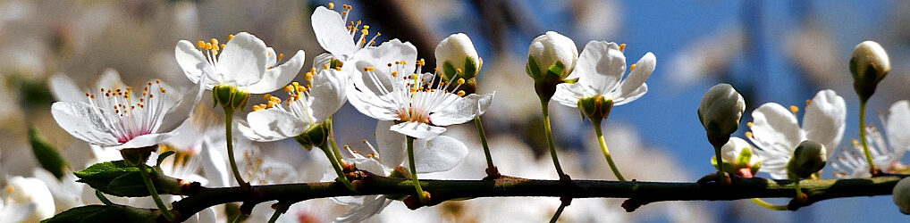 Natur im Osterzgebirge