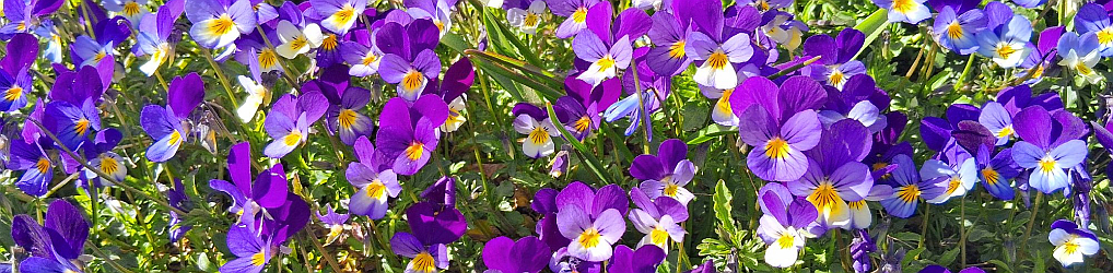 Natur im Osterzgebirge