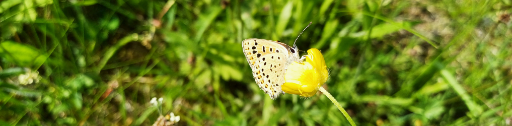 Natur im Osterzgebirge