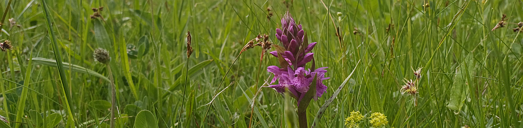 Natur im Osterzgebirge