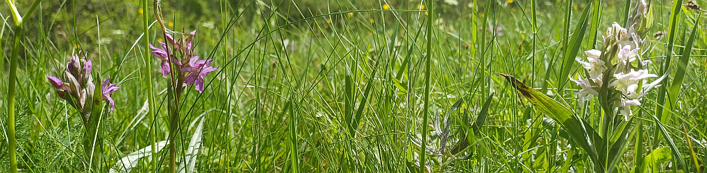 Natur im Osterzgebirge