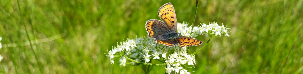 Natur im Osterzgebirge
