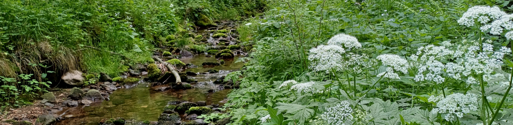 Natur im Osterzgebirge