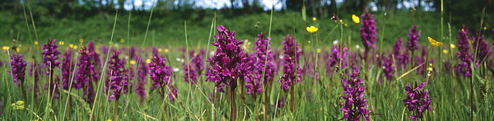 Natur im Osterzgebirge