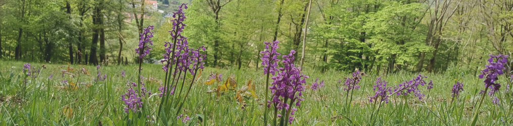 Natur im Osterzgebirge