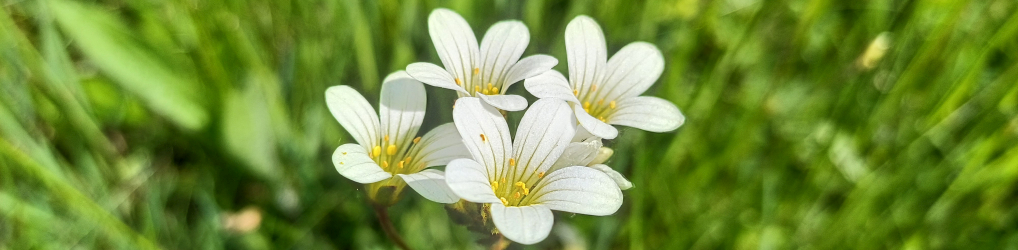 Natur im Osterzgebirge