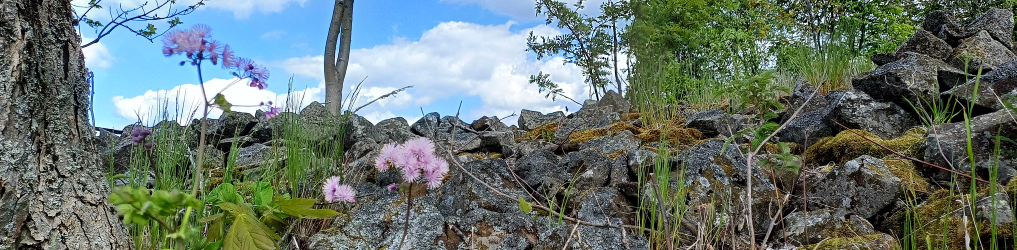 Natur im Osterzgebirge