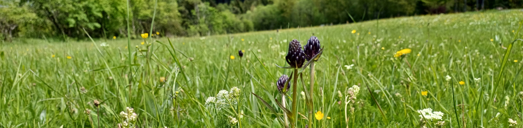 Natur im Osterzgebirge