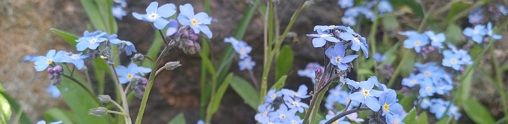 Natur im Osterzgebirge