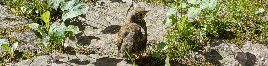 Natur im Osterzgebirge