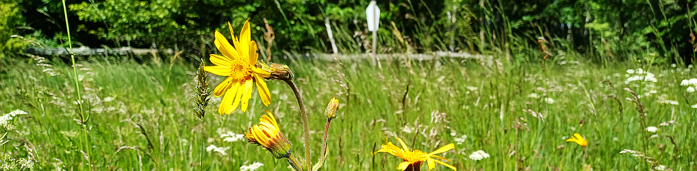 Natur im Osterzgebirge