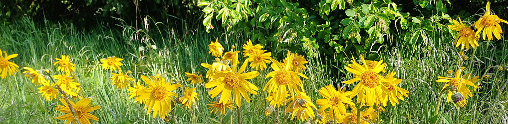 Natur im Osterzgebirge