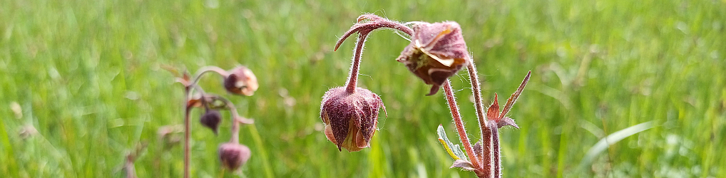 Natur im Osterzgebirge