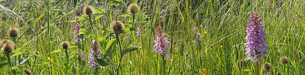 Natur im Osterzgebirge