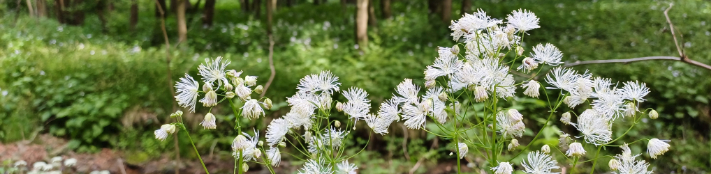 Natur im Osterzgebirge