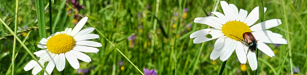 Natur im Osterzgebirge