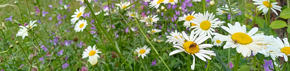 Natur im Osterzgebirge