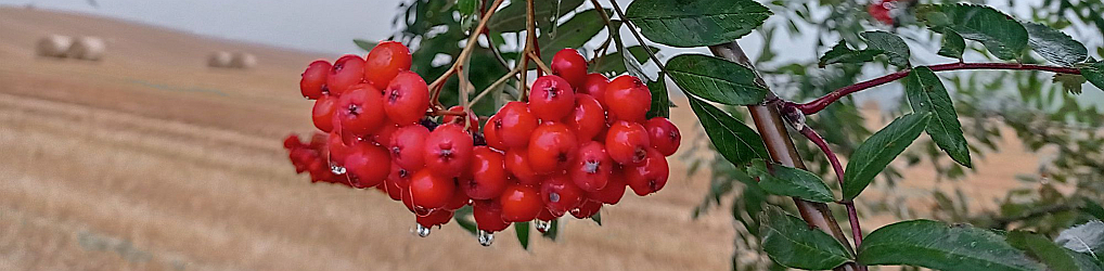 Natur im Osterzgebirge