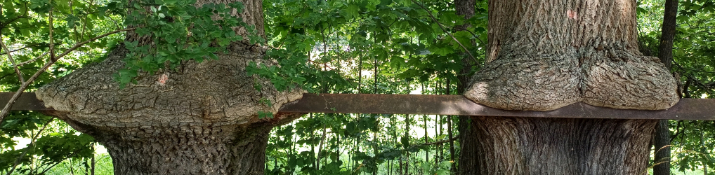 Natur im Osterzgebirge