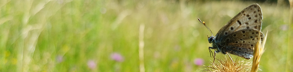 Natur im Osterzgebirge