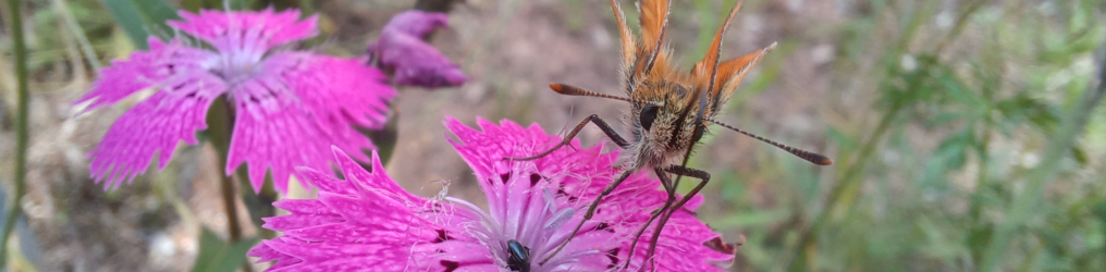 Natur im Osterzgebirge