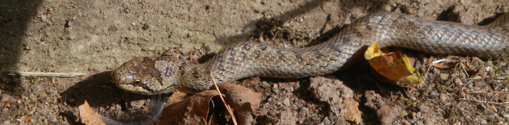 Natur im Osterzgebirge